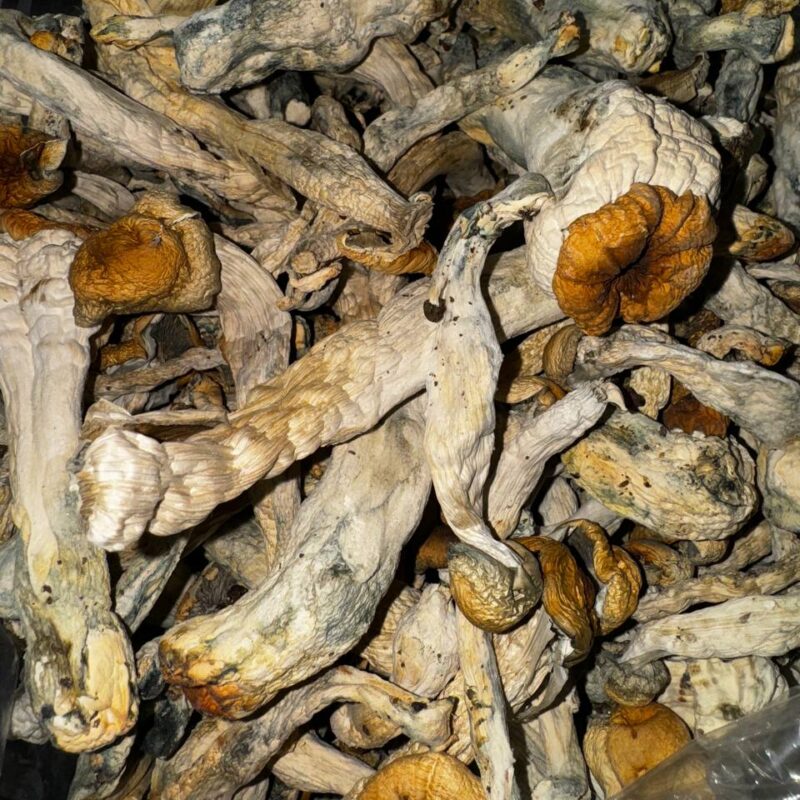 Golden Teacher