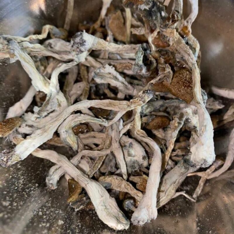 Psilocybe Mexicana