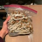 Golden Teacher mushrooms dried psilocybin mushrooms USA