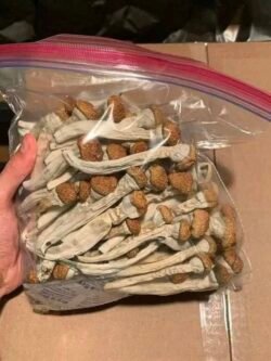 Golden Teacher mushrooms dried psilocybin mushrooms USA