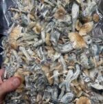 Penis Envy mushrooms dried psilocybin mushrooms USA