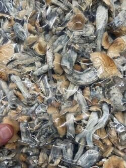 Penis Envy mushrooms dried psilocybin mushrooms USA